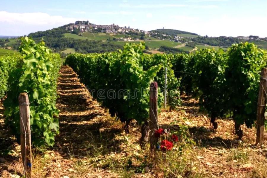 O' Coin Du Beaufol Villa Sancerre Luaran gambar